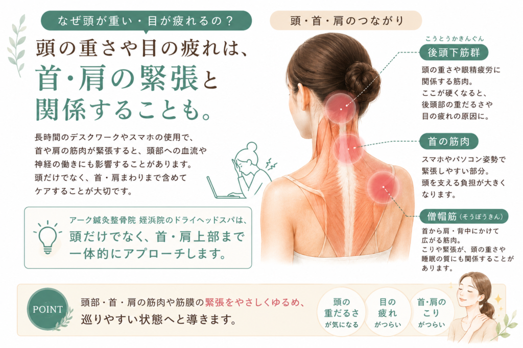 頭の重さや目の疲れに関係する首肩まわりの筋肉