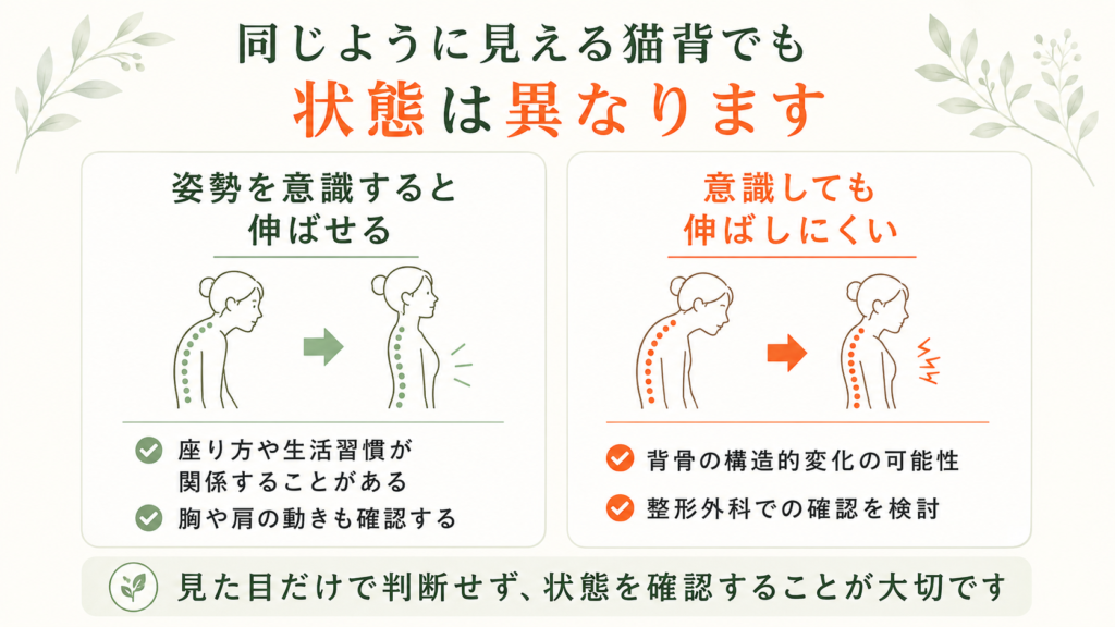 姿勢を変えると伸ばせる猫背と伸ばしにくい背中の丸みの違いを示した図