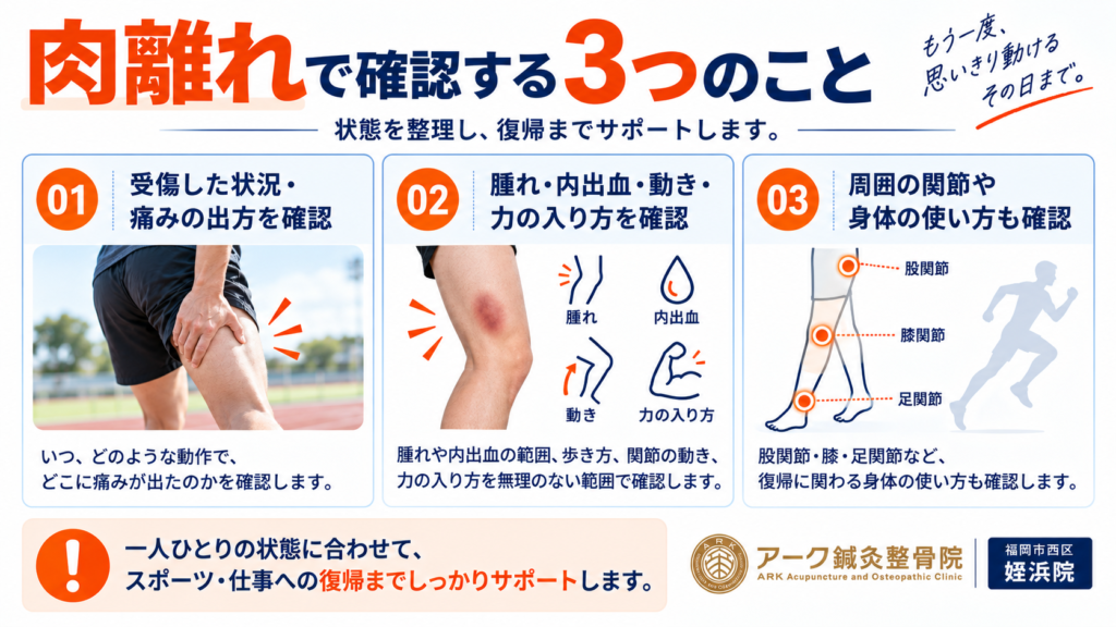 肉離れで受傷状況、腫れや動き、スポーツ復帰に関わる身体の使い方を確認する3ポイント