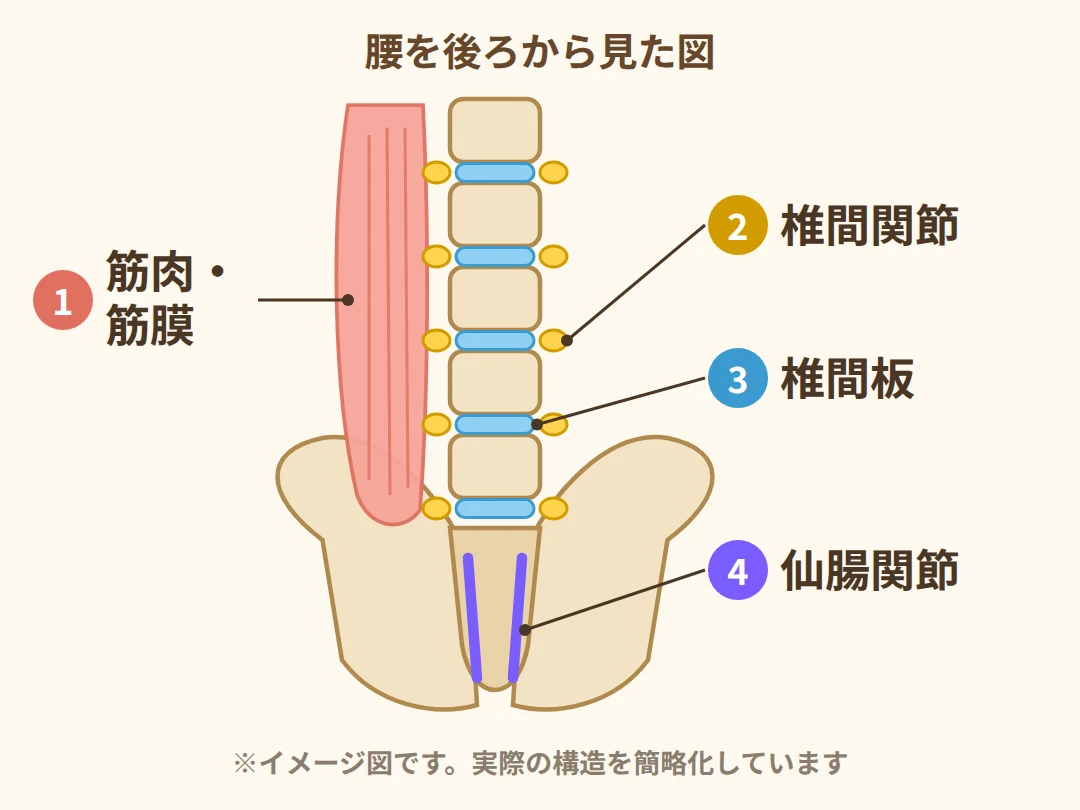 ぎっくり腰で痛みが出やすい4つの部位（筋肉・筋膜、椎間関節、椎間板、仙腸関節）を腰の後ろから見たイメージ図